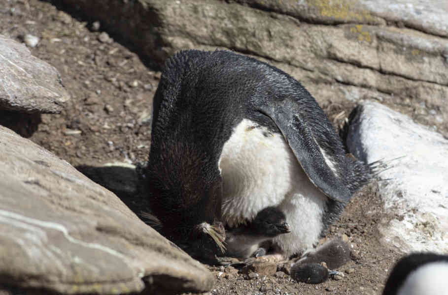 Pingüino Rockhopper - islas Falkland o Malvinas 31.jpg